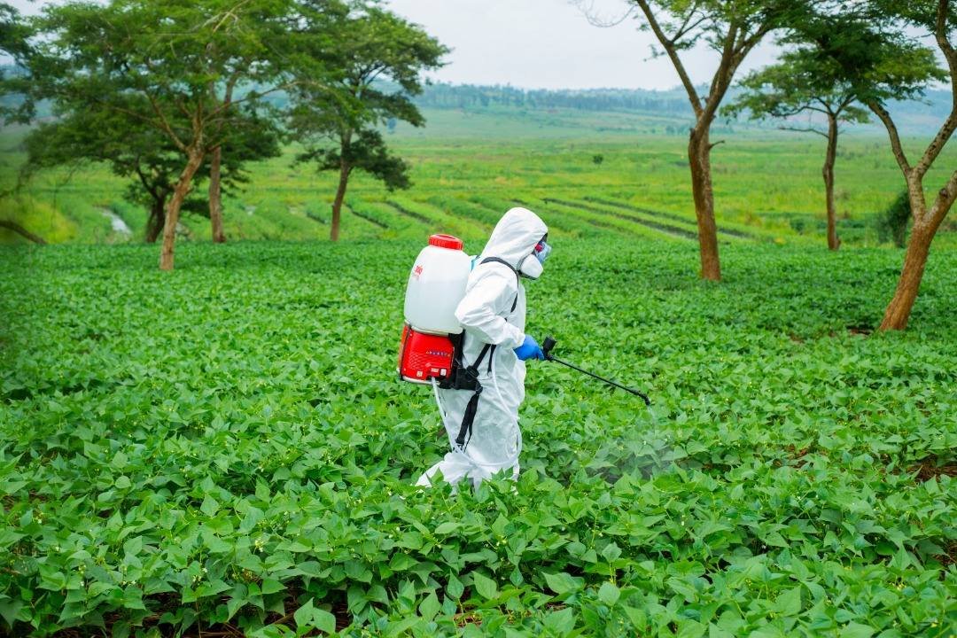 Crop protection: technician in protective gear spraying a bean crop