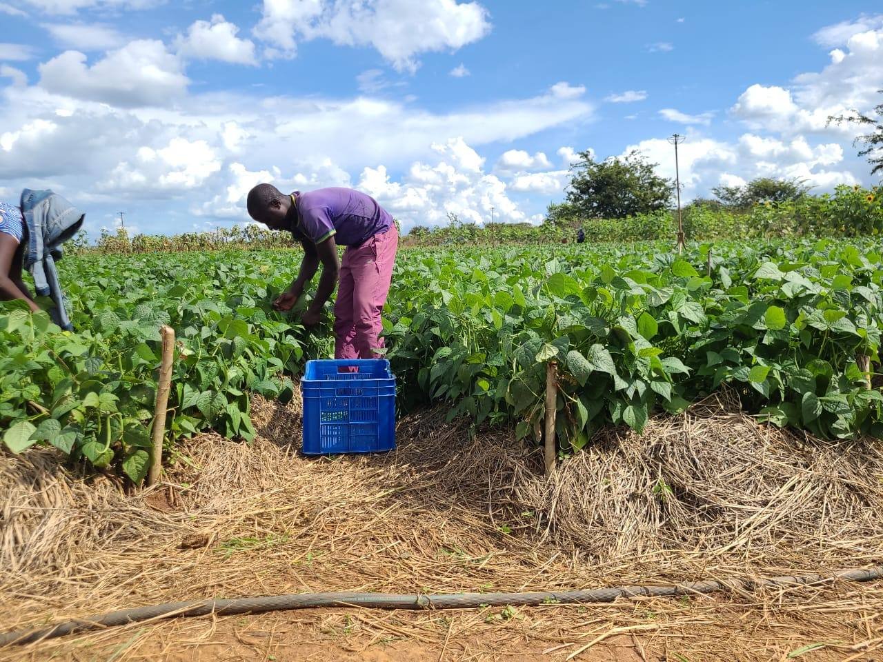 Harvesting French beans on a drip-irrigated, mulched field